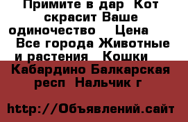 Примите в дар. Кот скрасит Ваше одиночество. › Цена ­ 0 - Все города Животные и растения » Кошки   . Кабардино-Балкарская респ.,Нальчик г.